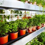 greenhouse